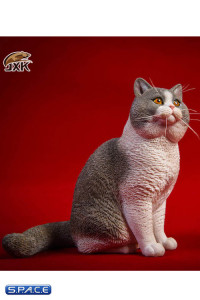 1/6 Scale sitting British Shorthair Cat (blue/white)