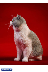 1/6 Scale sitting British Shorthair Cat (blue/white)