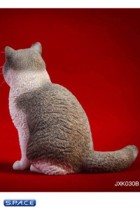 1/6 Scale sitting British Shorthair Cat (blue/white)