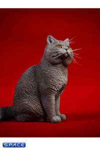 1/6 Scale sitting British Shorthair Cat (blue)