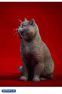 1/6 Scale sitting British Shorthair Cat (blue)