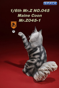 1/6 Scale Maine Coon (black silver tabby)