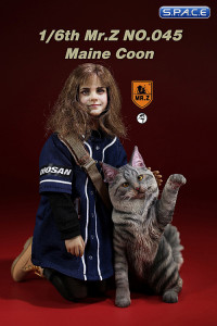 1/6 Scale Maine Coon (black silver tabby)