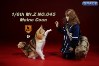 1/6 Scale Maine Coon (red smoke white)