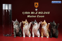 1/6 Scale Maine Coon (red smoke white)