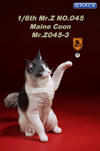 1/6 Scale Maine Coon (blue tabby white)