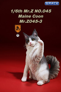 1/6 Scale Maine Coon (blue tabby white)