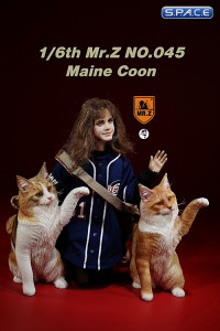 1/6 Scale Maine Coon (red tabby white)