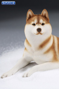 1/6 Scale lying Siberian Husky (red/copper)
