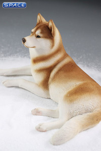 1/6 Scale lying Siberian Husky (red/copper)