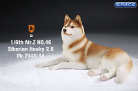 1/6 Scale lying Siberian Husky (red/copper)