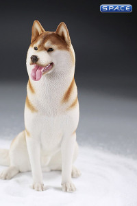 1/6 Scale sitting Siberian Husky (red/copper)