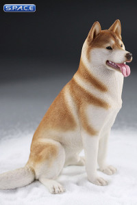 1/6 Scale sitting Siberian Husky (red/copper)