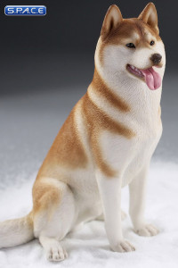 1/6 Scale sitting Siberian Husky (red/copper)