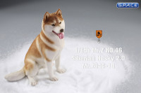 1/6 Scale sitting Siberian Husky (red/copper)