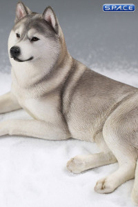 1/6 Scale lying Siberian Husky (silver)