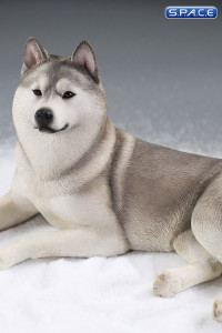 1/6 Scale lying Siberian Husky (silver)