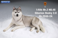 1/6 Scale lying Siberian Husky (silver)