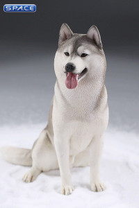 1/6 Scale sitting Siberian Husky (silver)