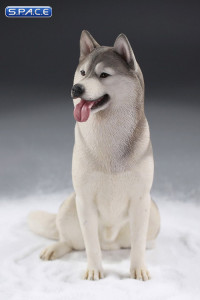 1/6 Scale sitting Siberian Husky (silver)