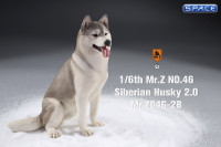 1/6 Scale sitting Siberian Husky (silver)