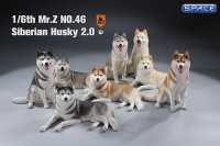 1/6 Scale sitting Siberian Husky (silver)