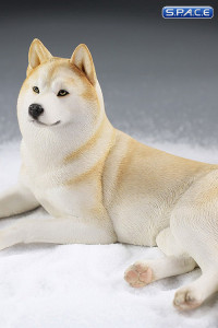 1/6 Scale lying Siberian Husky (cream)
