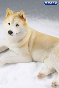 1/6 Scale lying Siberian Husky (cream)