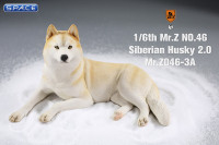 1/6 Scale lying Siberian Husky (cream)