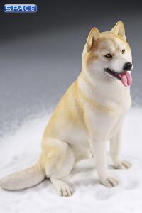 1/6 Scale sitting Siberian Husky (cream)