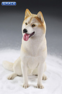 1/6 Scale sitting Siberian Husky (cream)