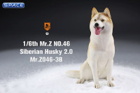 1/6 Scale sitting Siberian Husky (cream)