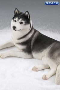 1/6 Scale lying Siberian Husky (medium/dark grey)