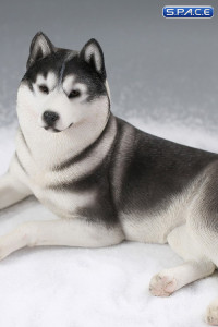 1/6 Scale lying Siberian Husky (medium/dark grey)