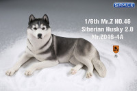 1/6 Scale lying Siberian Husky (medium/dark grey)