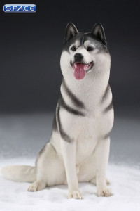1/6 Scale sitting Siberian Husky (medium/dark grey)