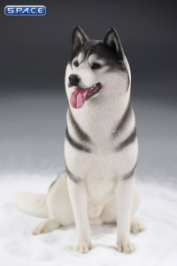 1/6 Scale sitting Siberian Husky (medium/dark grey)