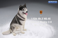 1/6 Scale sitting Siberian Husky (medium/dark grey)