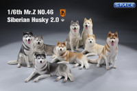 1/6 Scale sitting Siberian Husky (medium/dark grey)