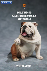 1/6 Scale Bulldog giving a paw (red/white)