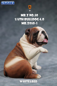 1/6 Scale Bulldog giving a paw (red/white)