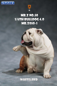 1/6 Scale Bulldog giving a paw (red/white)