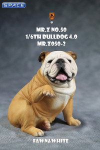 1/6 Scale Bulldog giving a paw (fawn/white)