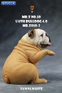 1/6 Scale Bulldog giving a paw (fawn/white)