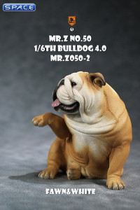 1/6 Scale Bulldog giving a paw (fawn/white)