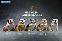 1/6 Scale Bulldog giving a paw (fawn/white)