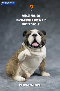 1/6 Scale Bulldog giving a paw (brown brindle)
