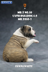 1/6 Scale Bulldog giving a paw (brown brindle)