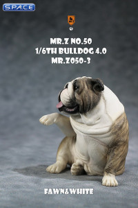 1/6 Scale Bulldog giving a paw (brown brindle)