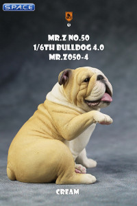 1/6 Scale Bulldog giving a paw (cream)